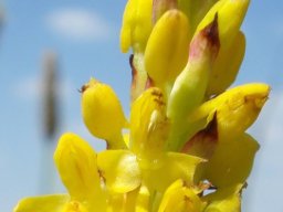 Disa woodii bracts and buds
